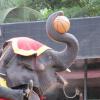 Слон-баскетболист